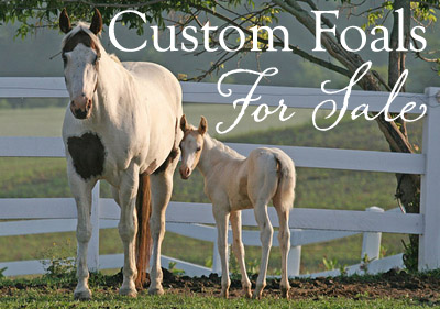 Custom Foals for Sale